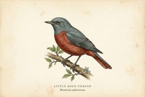 Little Rock-Thrush illustration
