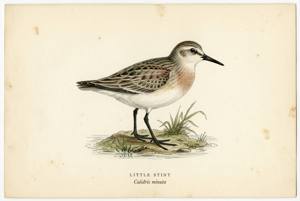 Little Stint illustration