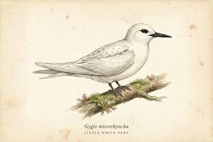 Little White-Tern illustration