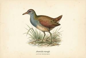 Little Wood-Rail illustration