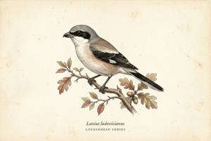 Loggerhead Shrike illustration