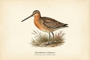 Long-billed Dowitcher illustration