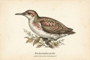 Long-billed Murrelet illustration