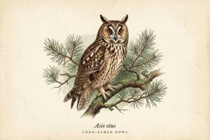 Long-eared Owl illustration