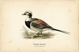 Long-tailed Duck illustration