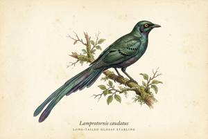 Long-tailed Glossy Starling illustration