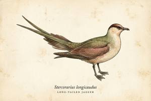 Long-tailed Jaeger illustration