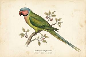 Long-tailed Parakeet illustration