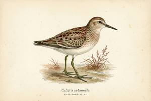 Long-toed Stint illustration