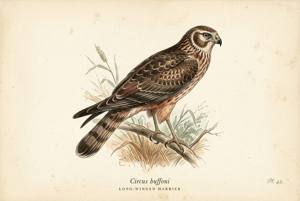 Long-winged Harrier illustration