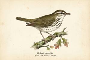 Louisiana Waterthrush illustration