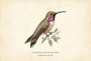 Lucifer Hummingbird illustration