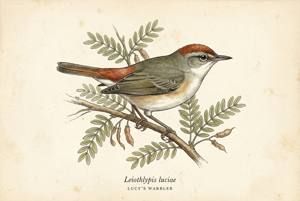 Lucy's Warbler illustration