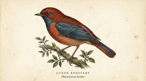 Luzon Redstart illustration