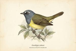 MacGillivray's Warbler illustration