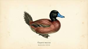 Maccoa Duck illustration