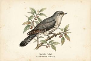 Madagascar Cuckoo illustration