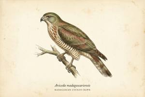 Madagascar Cuckoo-Hawk illustration