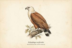 Madagascar Fish-Eagle illustration