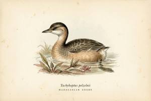 Madagascar Grebe illustration