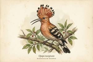 Madagascar Hoopoe illustration