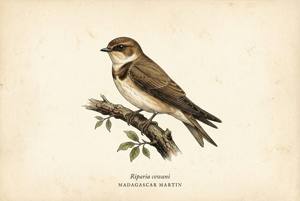 Madagascar Martin illustration