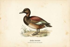 Madagascar Pochard illustration