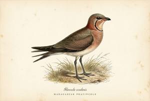 Madagascar Pratincole illustration