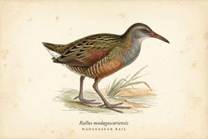 Madagascar Rail illustration