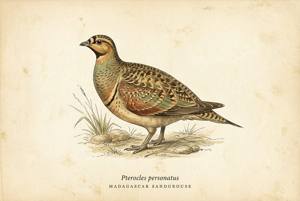 Madagascar Sandgrouse illustration