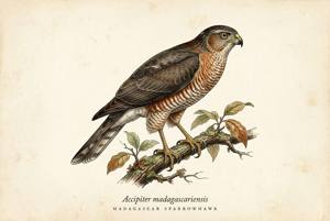 Madagascar Sparrowhawk illustration