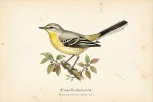 Madagascar Wagtail illustration