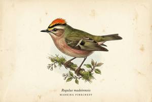 Madeira Firecrest illustration