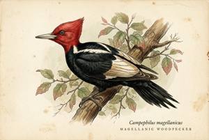 Magellanic Woodpecker illustration