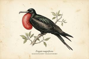 Magnificent Frigatebird illustration