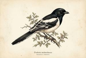 Magpie Shrike illustration
