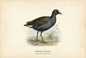 Makira Moorhen illustration