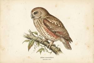 Makira Owl illustration