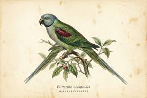 Malabar Parakeet illustration