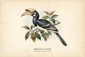 Malabar Pied-Hornbill illustration