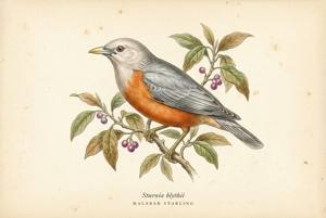 Malabar Starling illustration
