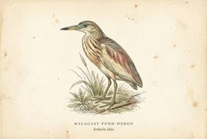 Malagasy Pond-Heron illustration