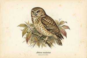 Malaita Owl illustration