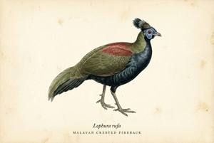 Malayan Crested Fireback illustration