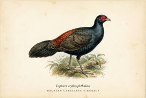 Malayan Crestless Fireback illustration