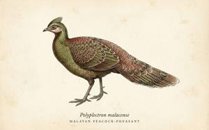 Malayan Peacock-Pheasant illustration