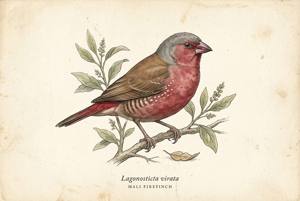 Mali Firefinch illustration