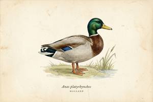 Mallard illustration