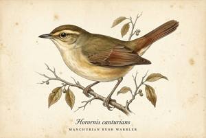 Manchurian Bush Warbler illustration
