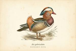 Mandarin Duck illustration